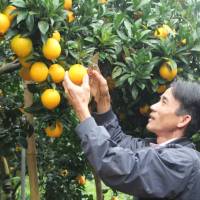 Cuống quả cam giúp đổi đời anh nông dân